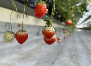 🍓