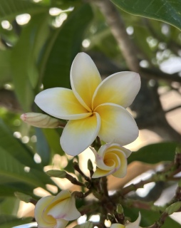 vAI