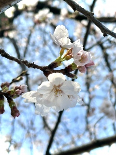 ������炫�n�߂܂�����