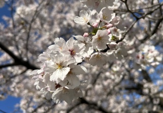 �����V�C�I